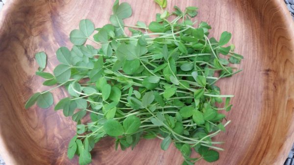 Peashoots - 4 oz