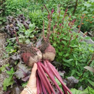 Beets: 1 bunch